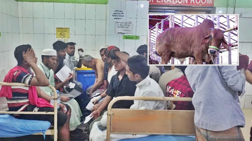 কোরবানি দিতে গিয়ে আহতের সংখ্যা ১০০ ছাড়িয়েছে