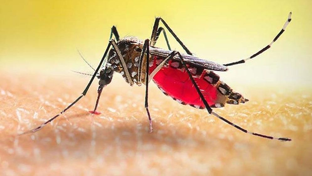 গত ২৪ ঘণ্টায় ডেঙ্গুতে আক্রান্ত ২১২