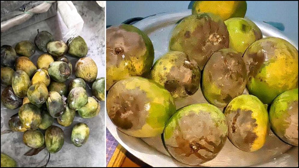 কুরিয়ারের গাফিলতিতে ধ্বংস অনলাইন আমের বাজার