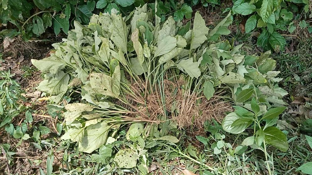 এনসিপি নেতার বেগুনখেতে দুর্বৃত্তের হানা