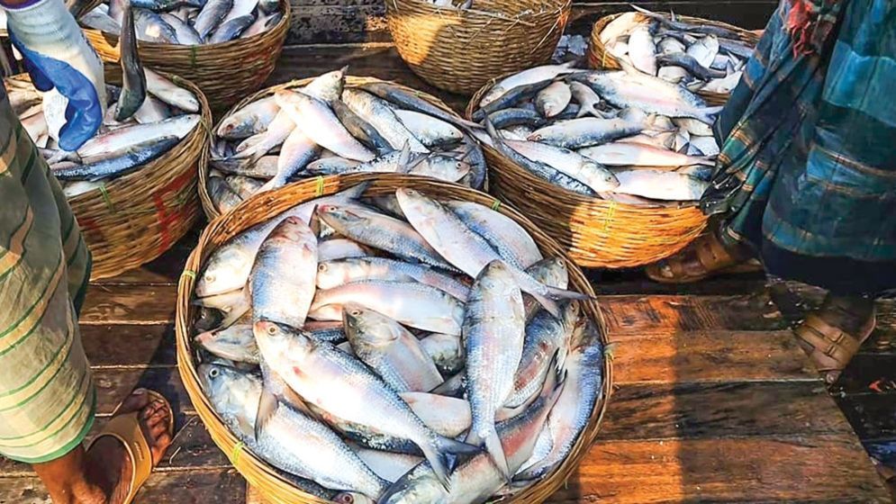 ভারতের বাজারে বাংলাদেশের ইলিশ নিয়ে কাড়াকাড়ি, বিক্রি হচ্ছে কততে?