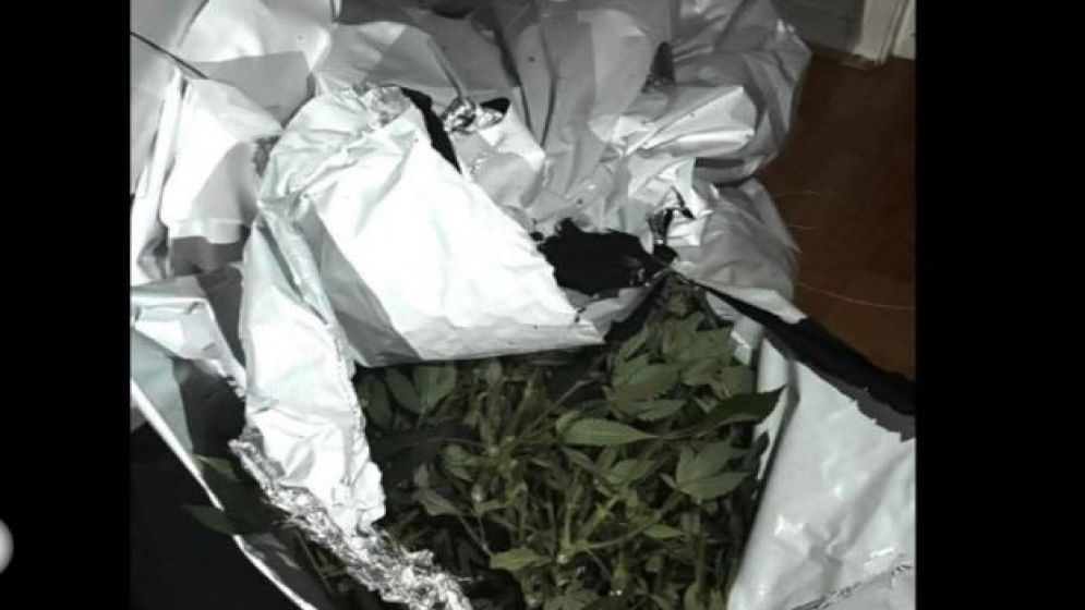 পূর্ব লন্ডনের বাঙালি মালিকের বাসা ভাড়া নিয়ে গাঁজা চাষ: চাঞ্চল্য