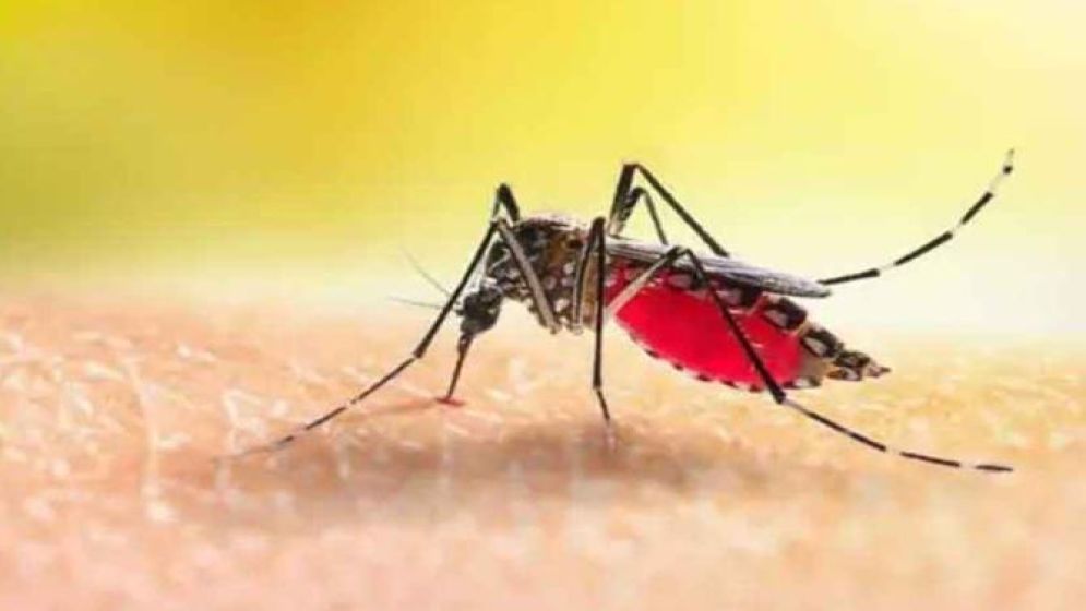 ডেঙ্গুতে একদিনে ১০ জনের মৃত্যু