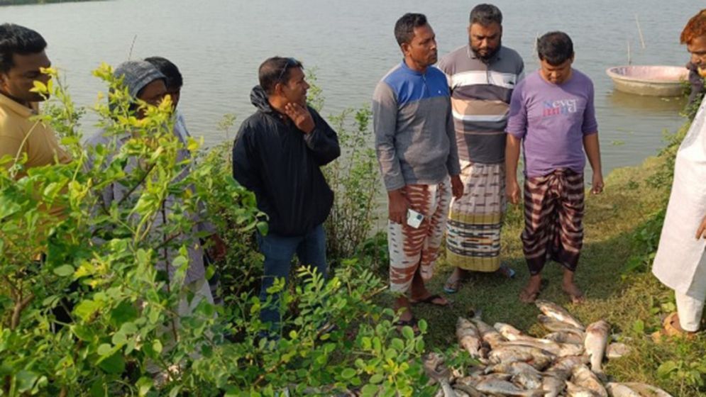 বিএনপি নেতার পুকুরে বিষ, দেড় কোটি টাকার মাছ মারা গেছে