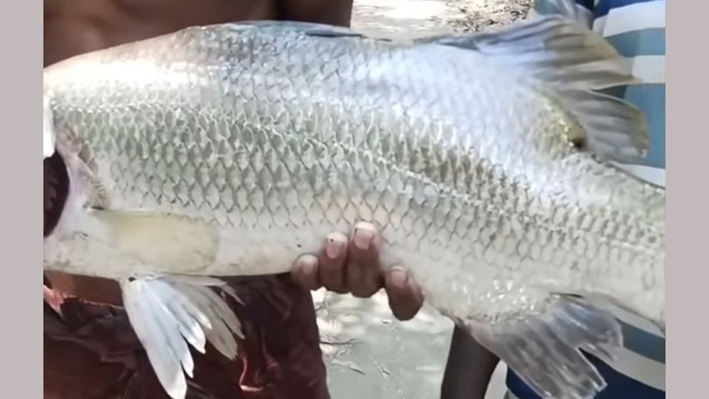 ১৮ কেজির কোরাল মাছ দেখতে ভিড়