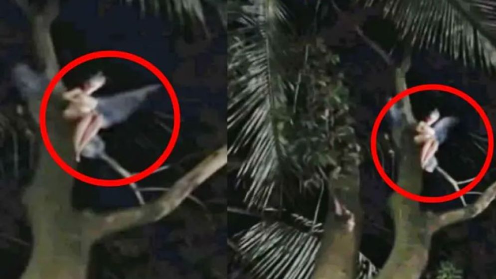 আমগাছে পরী সদৃশ্য প্রাণীর উপস্থিতি!
