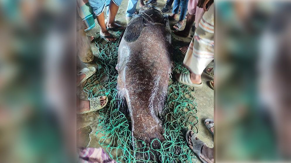 ১৬৬ কেজি ভোল মাছ ১ লাখ ৮০ হাজার টাকায় বিক্রি