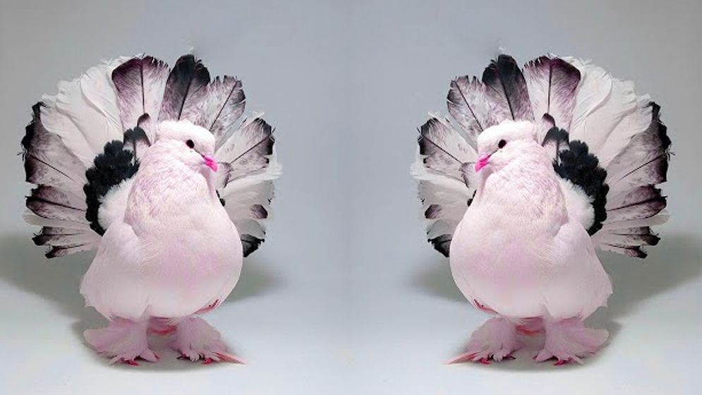 বাড়িতে কবুতর পুষলে যে রোগ হতে পারে