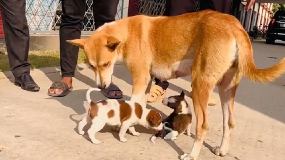 সন্তানহারা মা কুকুর টম পেল নতুন দুই সন্তান