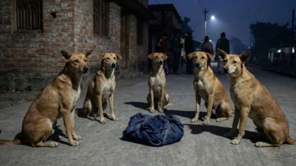 রাস্তায় ফেলে যাওয়া নবজাতককে রাতভর পাহারা দিল একদল কুকুর