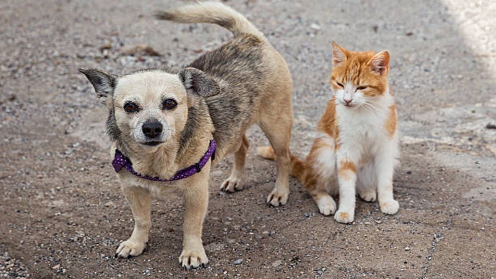 পথ কুকুর বা বিড়াল মারার শাস্তি কী?