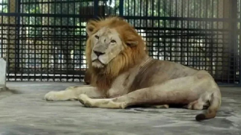 চিড়িয়াখানার খাঁচা থেকে বেরোনো সিংহকে যেভাবে ফেরত আনা হলো খাঁচায়