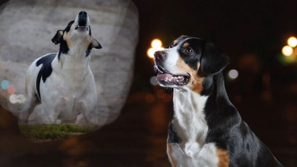 রাতে কুকুর কেন কাঁদে, কারণ জানলে অবাক হবেন