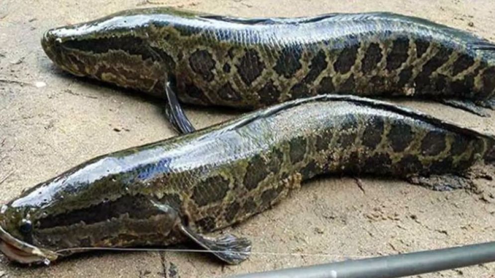 এই মাছটিকে দেখামাত্রই মেরে ফেলার নির্দেশ!