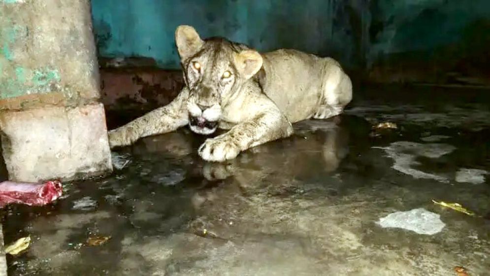 মেজাজ ভালো নেই ‘ডেইজির’