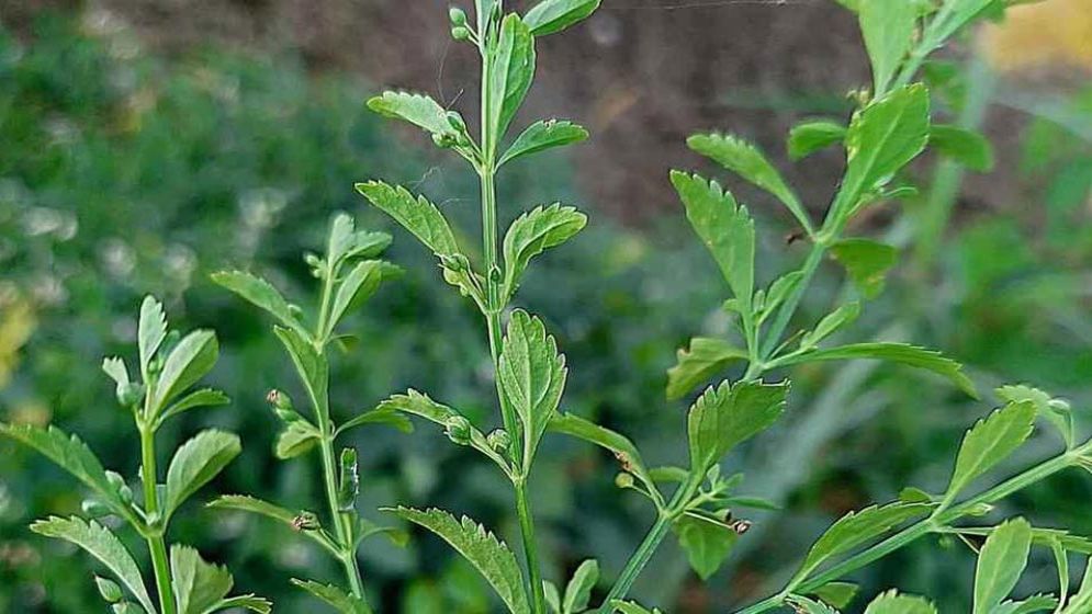'ফুরফুরি গাছ' প্রকৃতির এক অলৌকিক ভেষজ সম্পদ