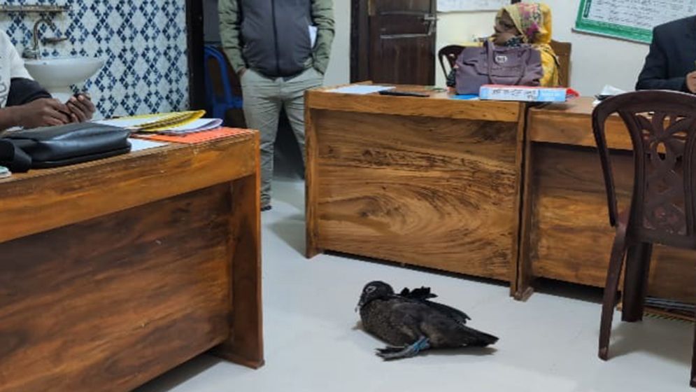কিস্তির টাকা না পেয়ে হাঁস ধরে নিয়ে গেলেন এনজিও কর্মী