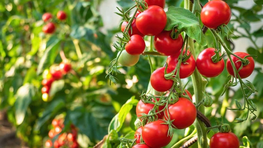 শীতে রোজ খান কাঁচা টমেটো, ত্বকের যেসব উপকার পাবেন