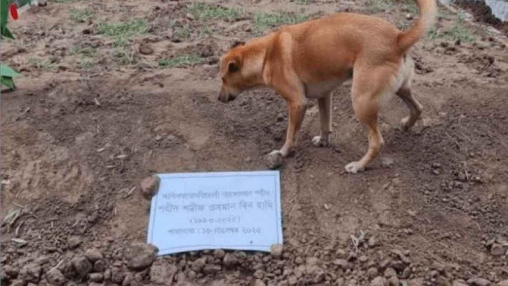 হাদির কবরে কুকুরের ছবি নিয়ে যা জানা গেল