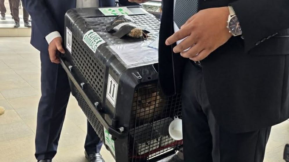 তারেক রহমানের পোষা আদরের বিড়াল জেবু এখন ঢাকায়