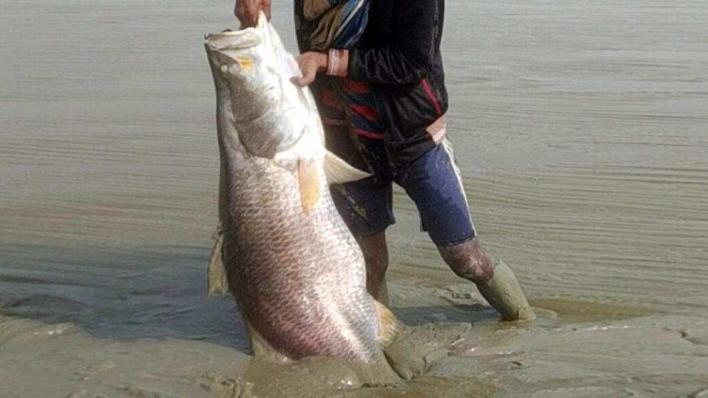 নদীর তীরে কাদার মধ্যে মিলল ২৩ কেজির কোরাল