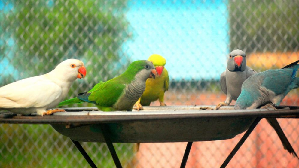 পাখিকে কীভাবে যত্নে রাখবেন, জানুন কিছু টিপস