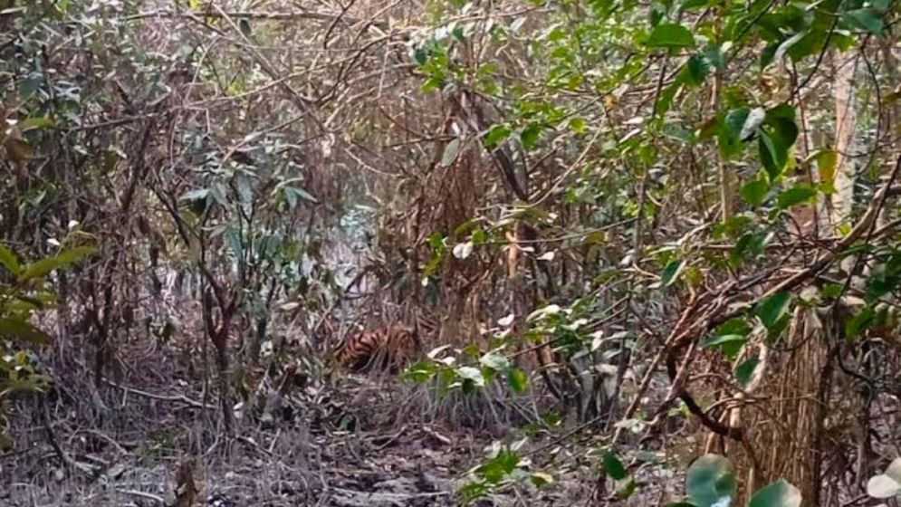 সুন্দরবনে হরিণ শিকারের ফাঁদে আটকে পড়েছে রয়েল বেঙ্গল টাইগার