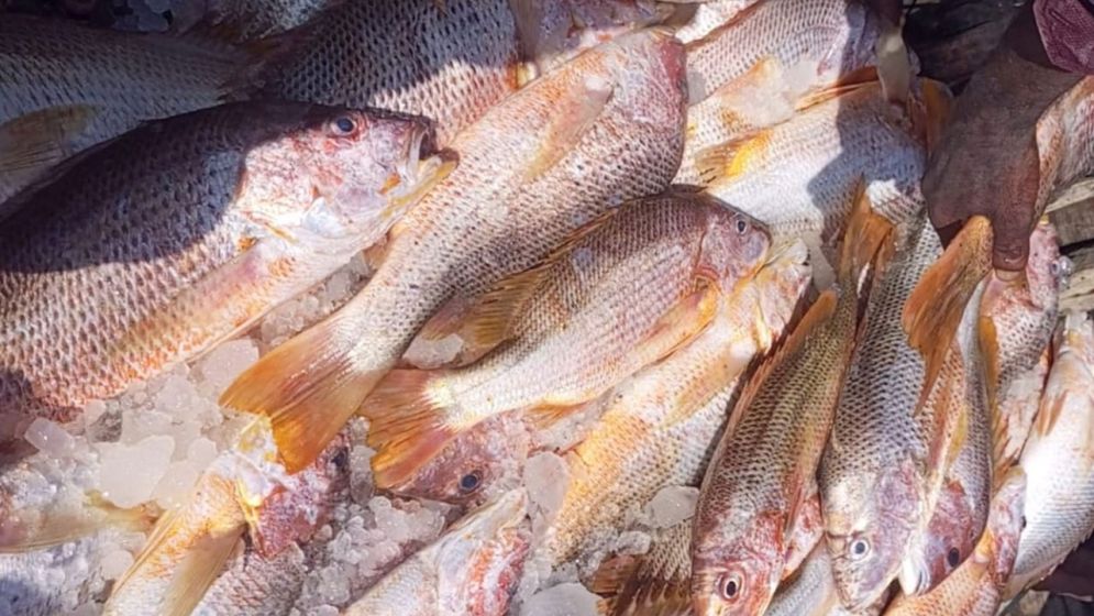 সেন্ট মার্টিনে এক জালে ধরা পড়লো ৬৮৭ লাল কোরাল, ১০ লাখ টাকায় বিক্রি