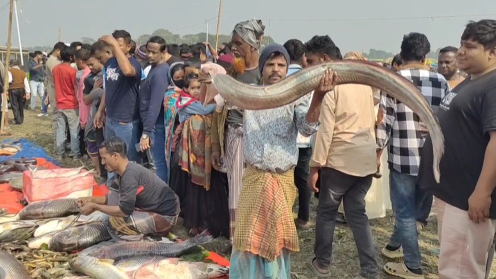 মাছ কেনায় জামাইদের প্রতিযোগিতা, শাপলা পাতা মাছের দাম লাখ টাকা