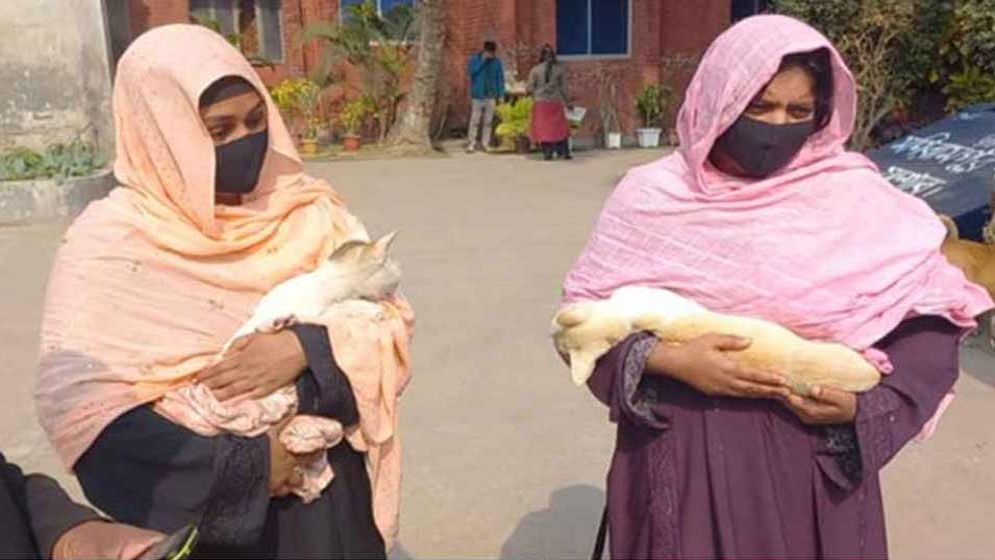 প্রতিবেশীর বিড়ালকে ঘরে আটকে পিটিয়ে হত্যা, যা জানা গেল