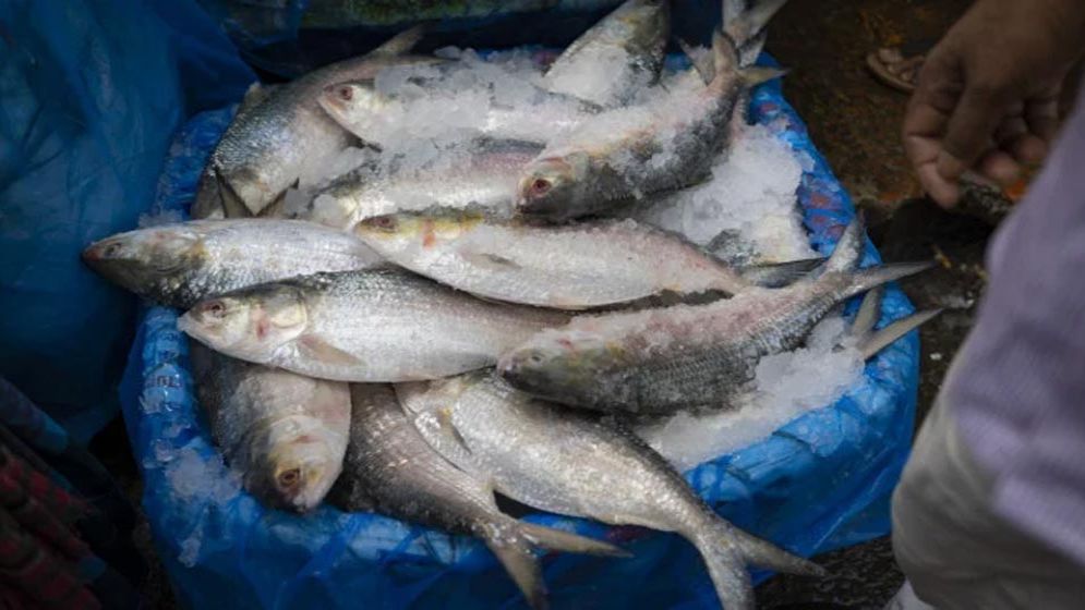 দেশে প্রথম ইনডোরে ইলিশ চাষ করবে প্রাণ-আরএফএল