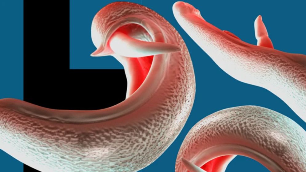 চোখ রাঙাচ্ছে যৌনাঙ্গ আক্রান্তকারী পরজীবী ‘স্নেইল ফিভার’