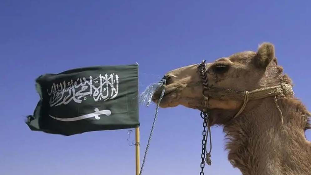 সৌদি আরব কেন লাখো উটকে পাসপোর্ট দেবে