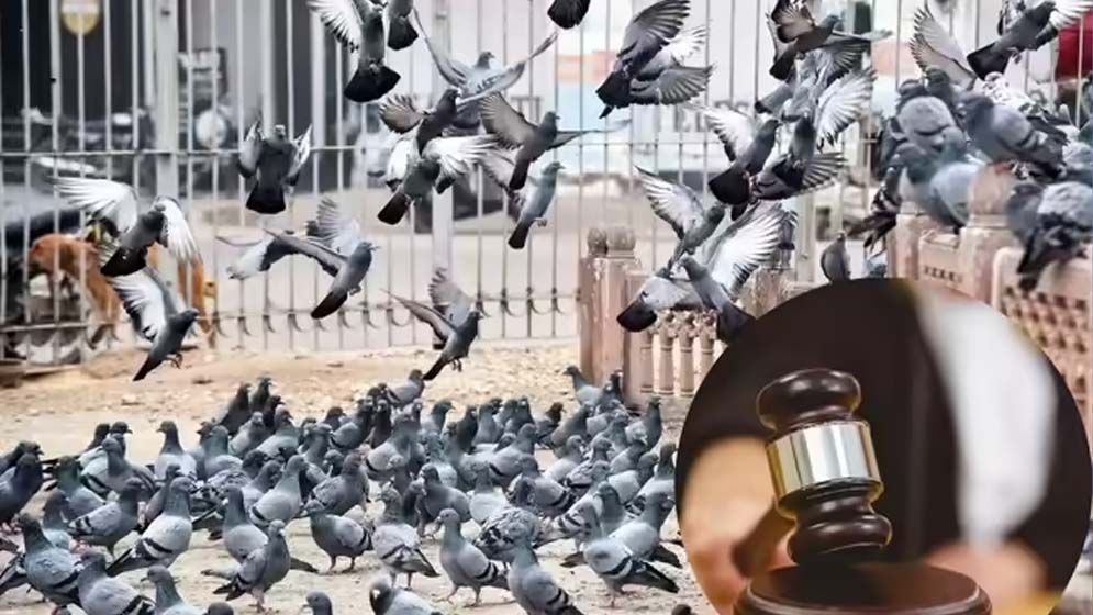 কবুতরকে খাবার দেওয়ায় নারীকে ৩ লাখ টাকা জরিমানা