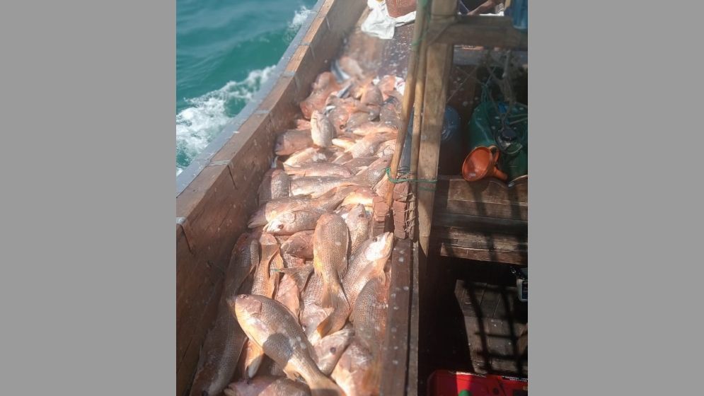 জেলের জালে ধরা পড়ল ১১০০ লাল কোরাল, দাম কত জানেন?