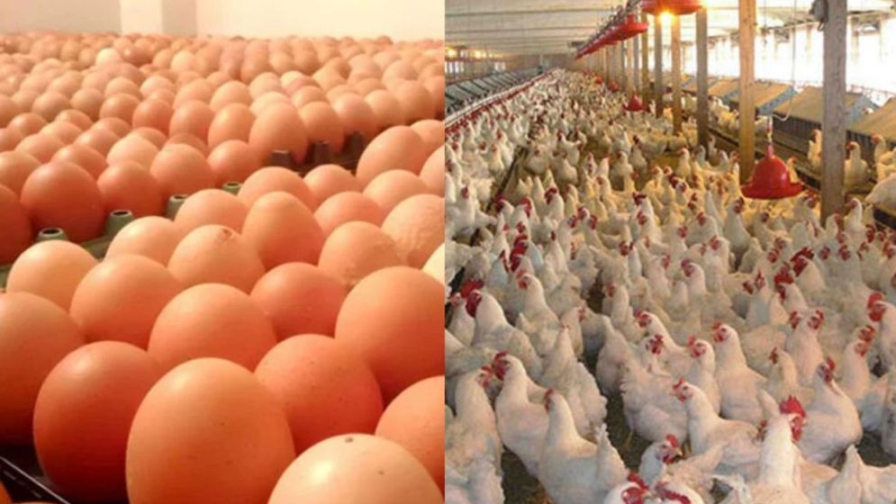 যে কারণে বাংলাদেশ থেকে মুরগি ও ডিম নেবে না সৌদি আরব