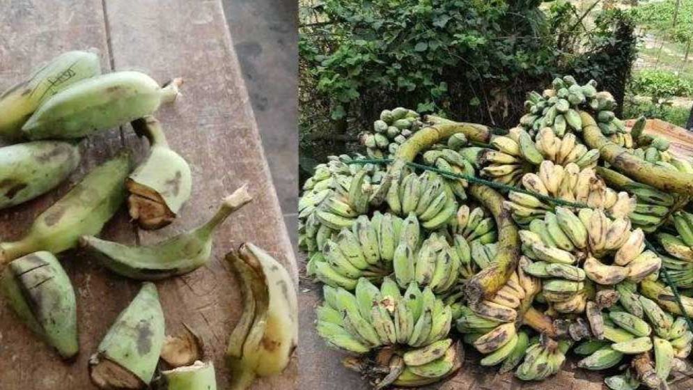 স্কুল ফিডিংয়ে শিক্ষার্থীদের দেওয়া হলো পচা কলা