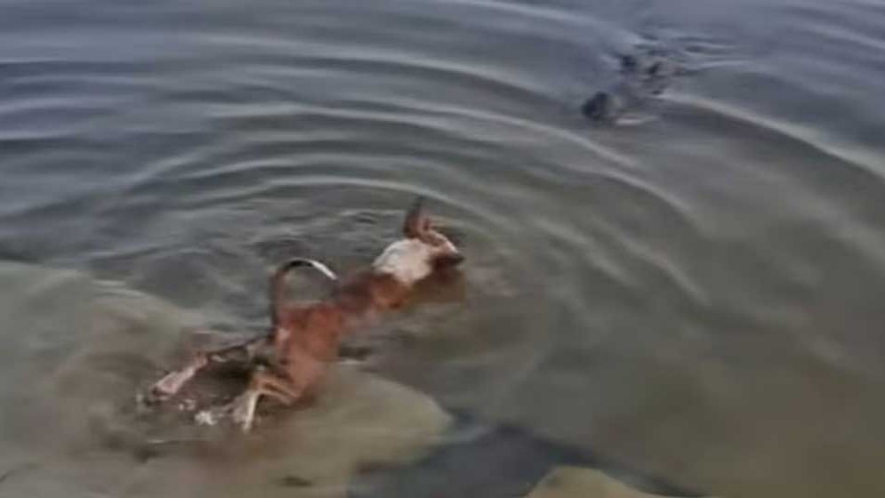 দিঘির ঘাটে কুকুরকে ধরে নিয়ে গেল কুমির, ভাইরাল ভিডিওর প্রকৃত ঘটনা