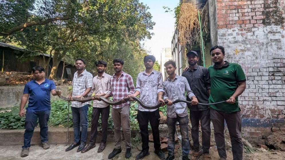চবিতে আবারও কিং কোবরা সাপ উদ্ধার, দৈর্ঘ্য ১২ ফুট