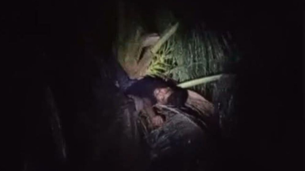 মধ্যরাতে নারকেল গাছের চূড়ায় কলেজছাত্র, এলাকায় চাঞ্চল্য