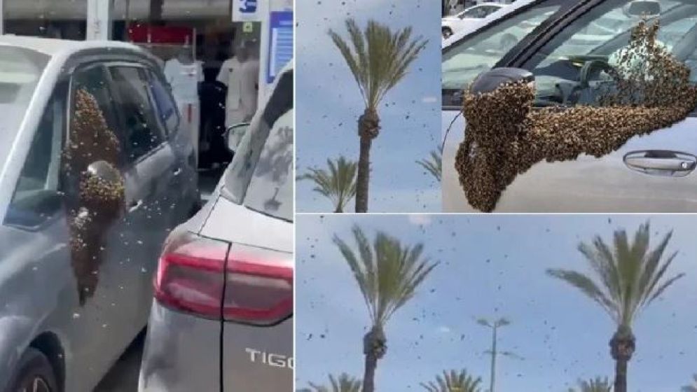 ইসরায়েলে ঝাঁকে ঝাঁকে মৌমাছির আতঙ্ক, স্থবির জনজীবন