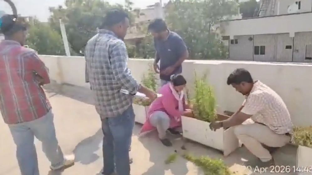 বাড়ির ছাদে গাঁজা চাষ, গ্রেফতার হলেন সফটওয়্যার ইঞ্জিনিয়ার