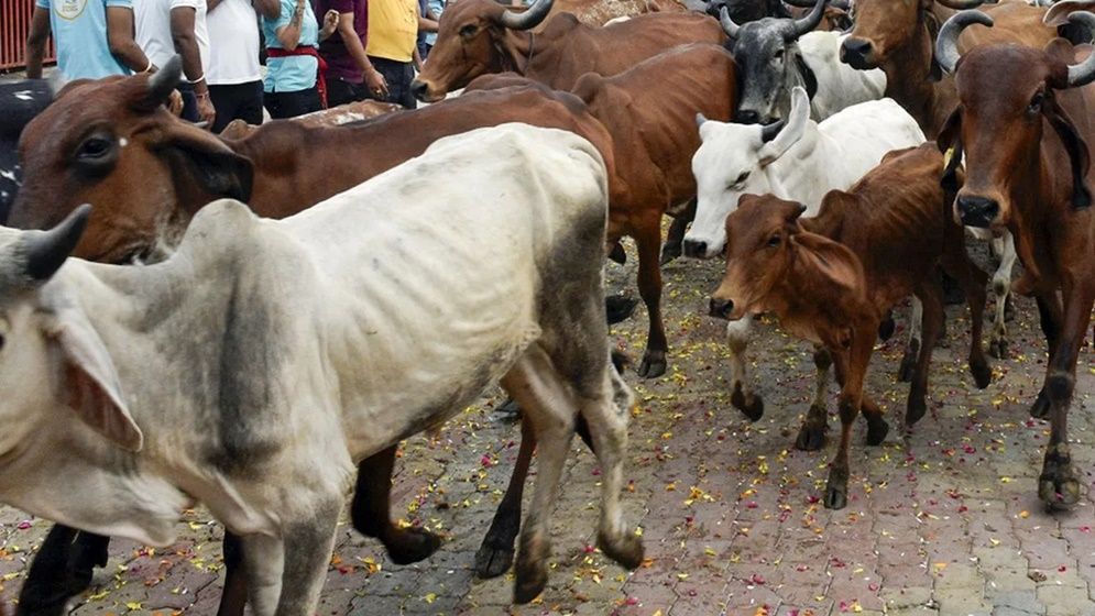পশ্চিমবঙ্গে প্রকাশ্যে গরুসহ সব ধরনের পশু জবাই নিষিদ্ধ করল বিজেপি