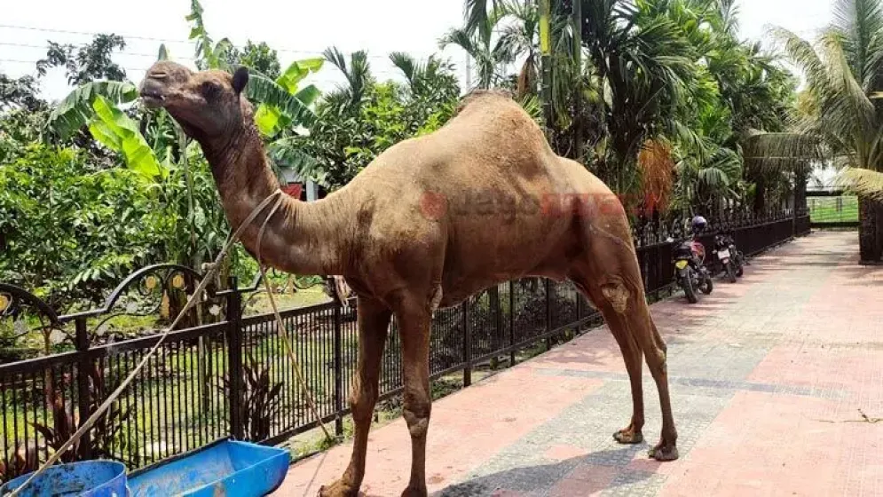 কুমিল্লার খামারে মরুর উট, দেখতে দর্শনার্থীর ভিড়