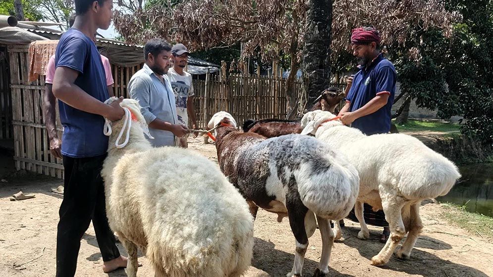 বড়াইগ্রামে বিক্রি হচ্ছে মরুভূমির প্রাণী দুম্বা