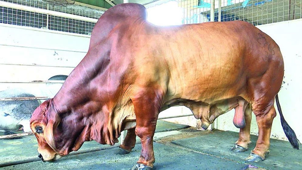 কুরবানির পশুর নাম ‘ট্রাম্প’ বা ‘মোদি’ রাখা কি জায়েজ? জানুন ইসলামের স্পষ্ট বিধান