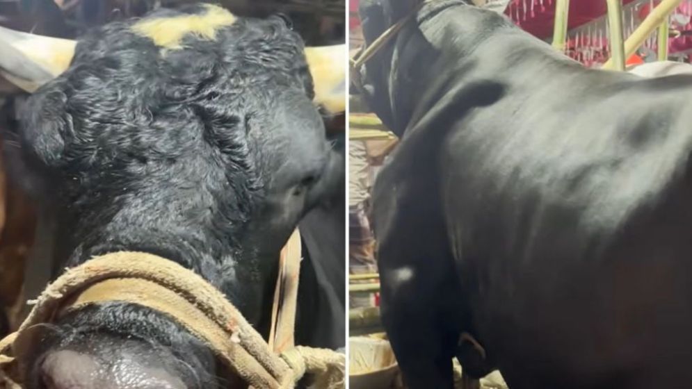 বেশি চিল্লায় তাই নাম রাখছি নাসিরুদ্দিন পাটোয়ারী