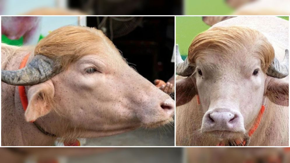 স্বরাষ্ট্রমন্ত্রীর হস্তক্ষেপে কোরবানি হচ্ছে না ‘ডোনাল্ড ট্রাম্প’