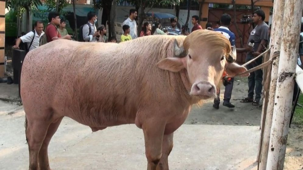 ‘ডোনাল্ড ট্রাম্প’ যাচ্ছে চিড়িয়াখানায়, ফেরত দেওয়া হলো ক্রেতার টাকা