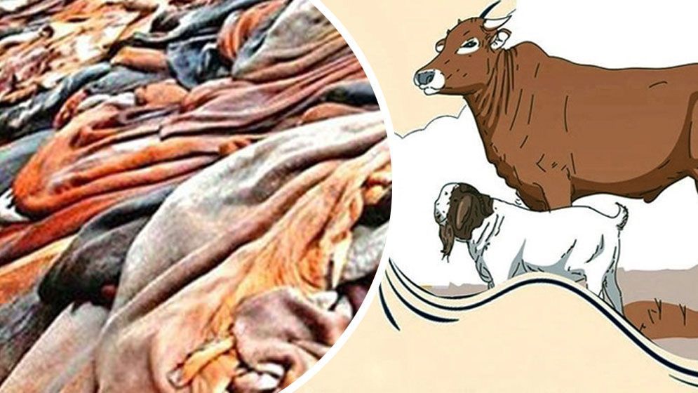 বাঘায় খাসির চামড়া ৪০, ছাগল ১০ টাকায় বিক্রি
